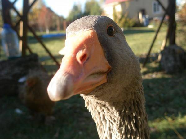 Geese breed &#8211; large gray 