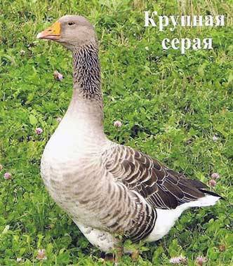 Geese breed &#8211; large gray 