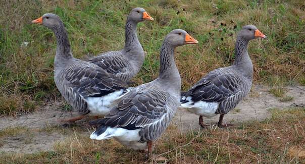 Geese breed &#8211; large gray 