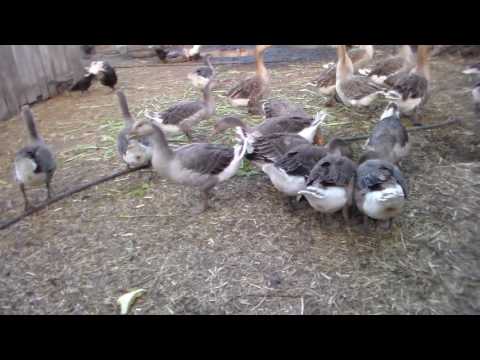 Geese breed - large gray 