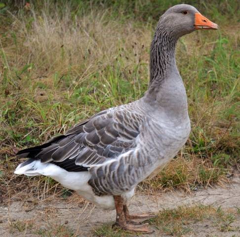 Geese breed &#8211; large gray 