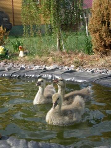 Geese breed &#8211; large gray 