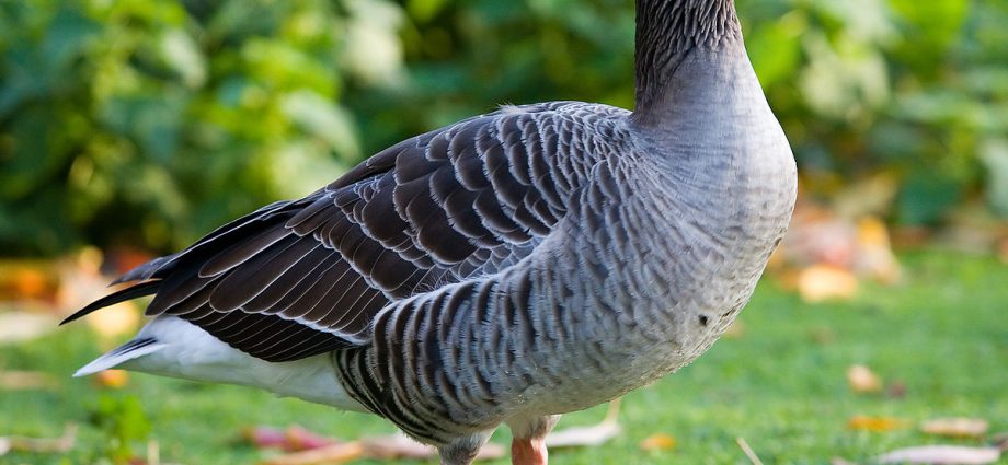 Geese breed &#8211; large gray 