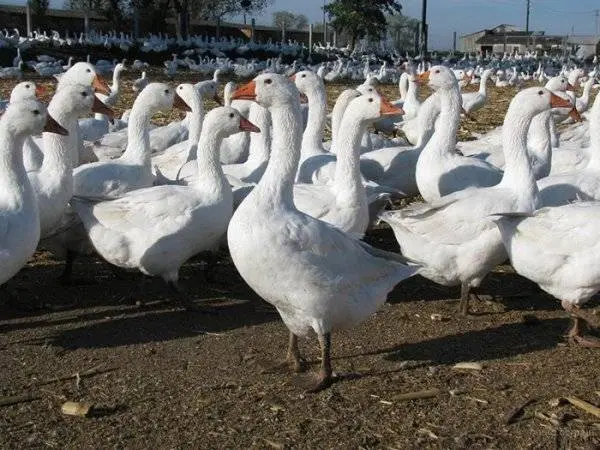 Geese Danish Legard: photo, description 