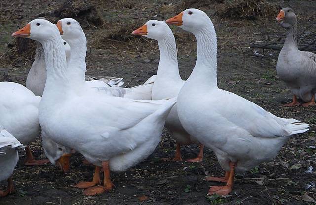 Geese Danish Legard: photo, description 