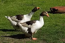 Geese Danish Legard: photo, description 