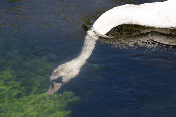 Geese Linda: characteristics, growing at home 