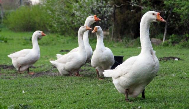 Geese Linda: characteristics, growing at home 