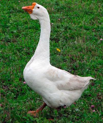 Geese Linda: characteristics, growing at home 