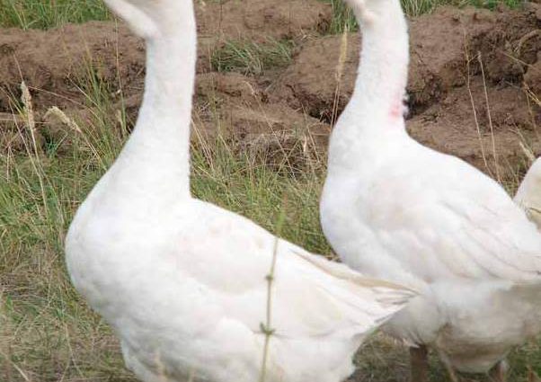 Geese Linda: characteristics, growing at home 