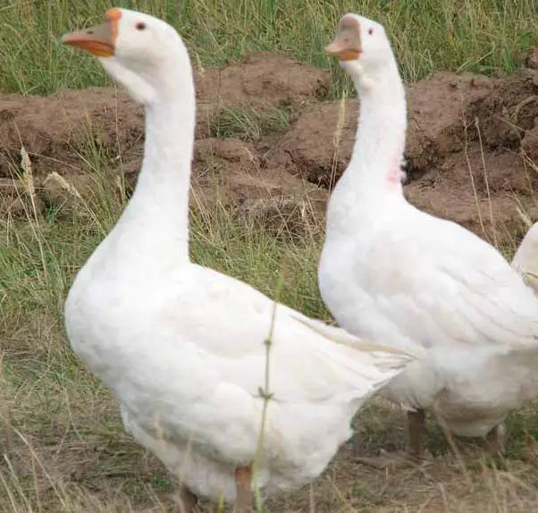 Geese Linda: characteristics, growing at home 