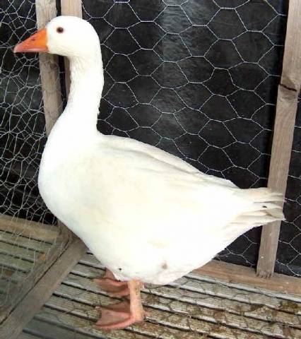 Geese of the Italian breed