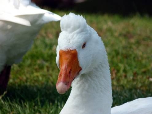 Geese of the Italian breed