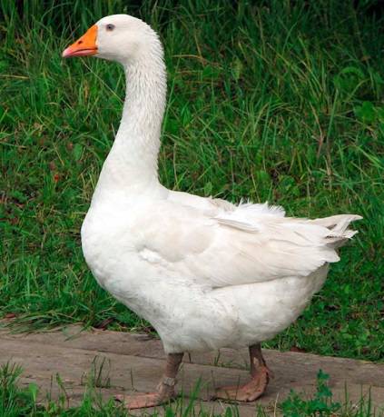 Geese of the Italian breed