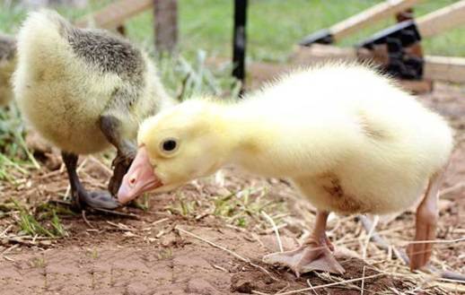 Geese of the Italian breed