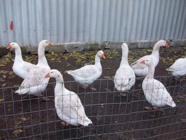 Geese of the Italian breed