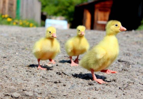 Geese of the Italian breed