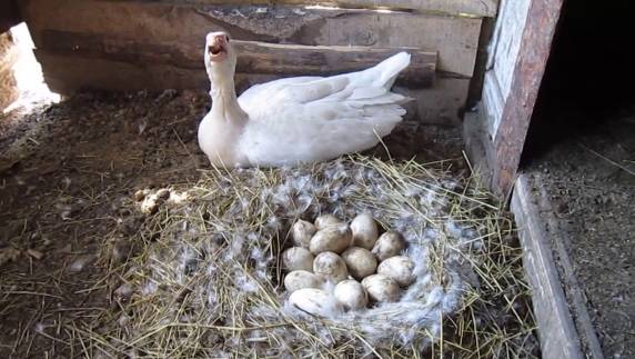 Geese of the Italian breed