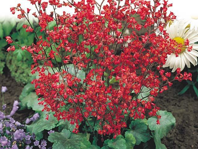 Geichera blood red: photo, planting and care