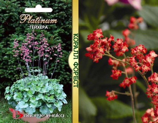 Geichera blood red: photo, planting and care