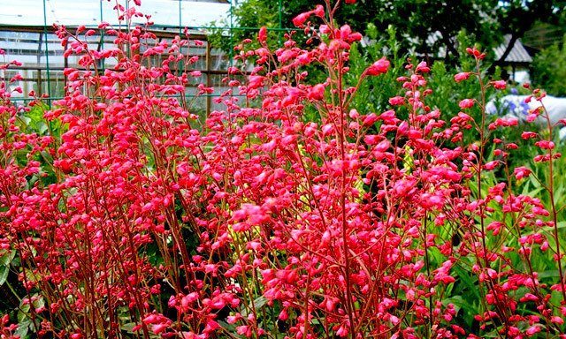 Geichera blood red: photo, planting and care