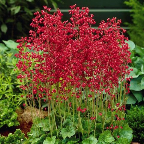 Geichera blood red: photo, planting and care