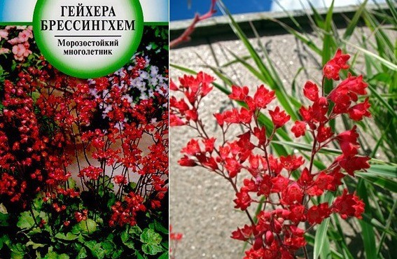 Geichera blood red: photo, planting and care