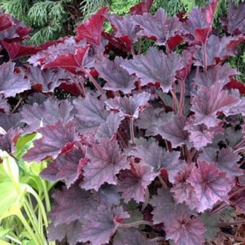 Geichera blood red: photo, planting and care