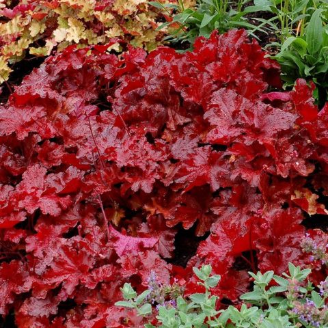 Geichera blood red: photo, planting and care