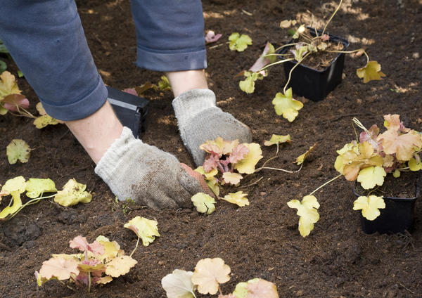 Geichera Caramel: photo, planting and care