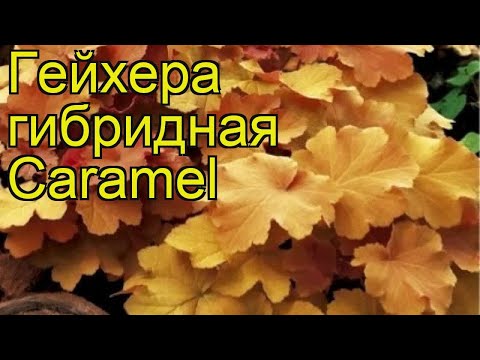 Geichera Caramel: photo, planting and care