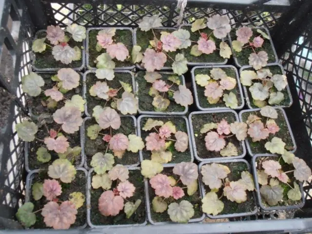 Geichera: propagation by cuttings, division, leaves