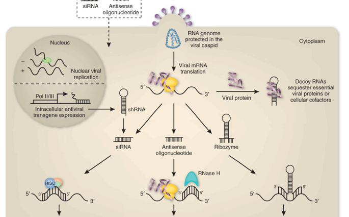 Gene silencing protects against RSV