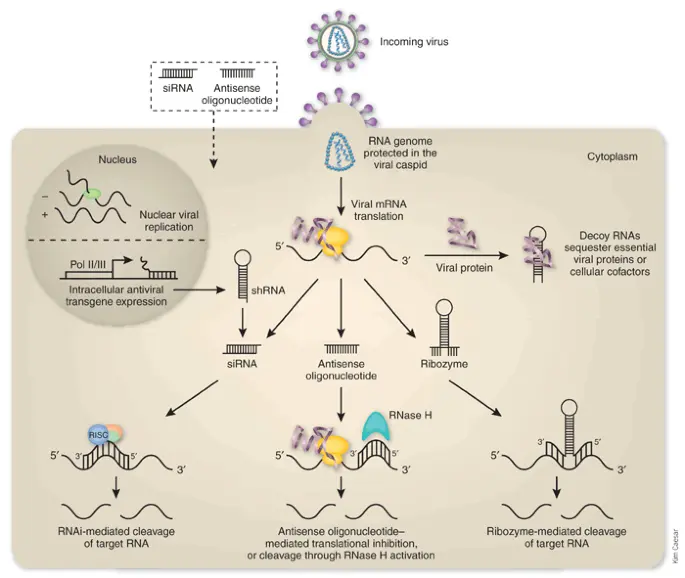 Gene silencing protects against RSV