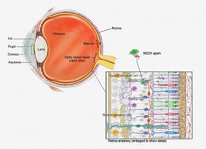 Gene therapy restored the mice&#8217;s sight