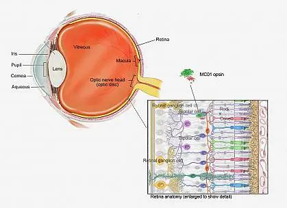 Gene therapy restored the mice&#8217;s sight