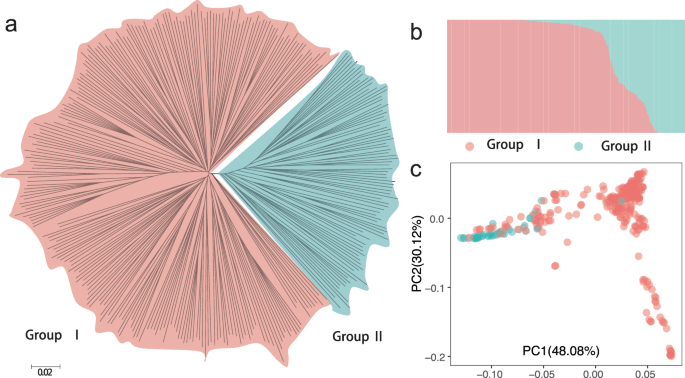 Genes decide who has the pear silhouette