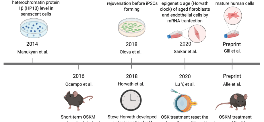 Genes rejuvenated by diet. Old age will not come?