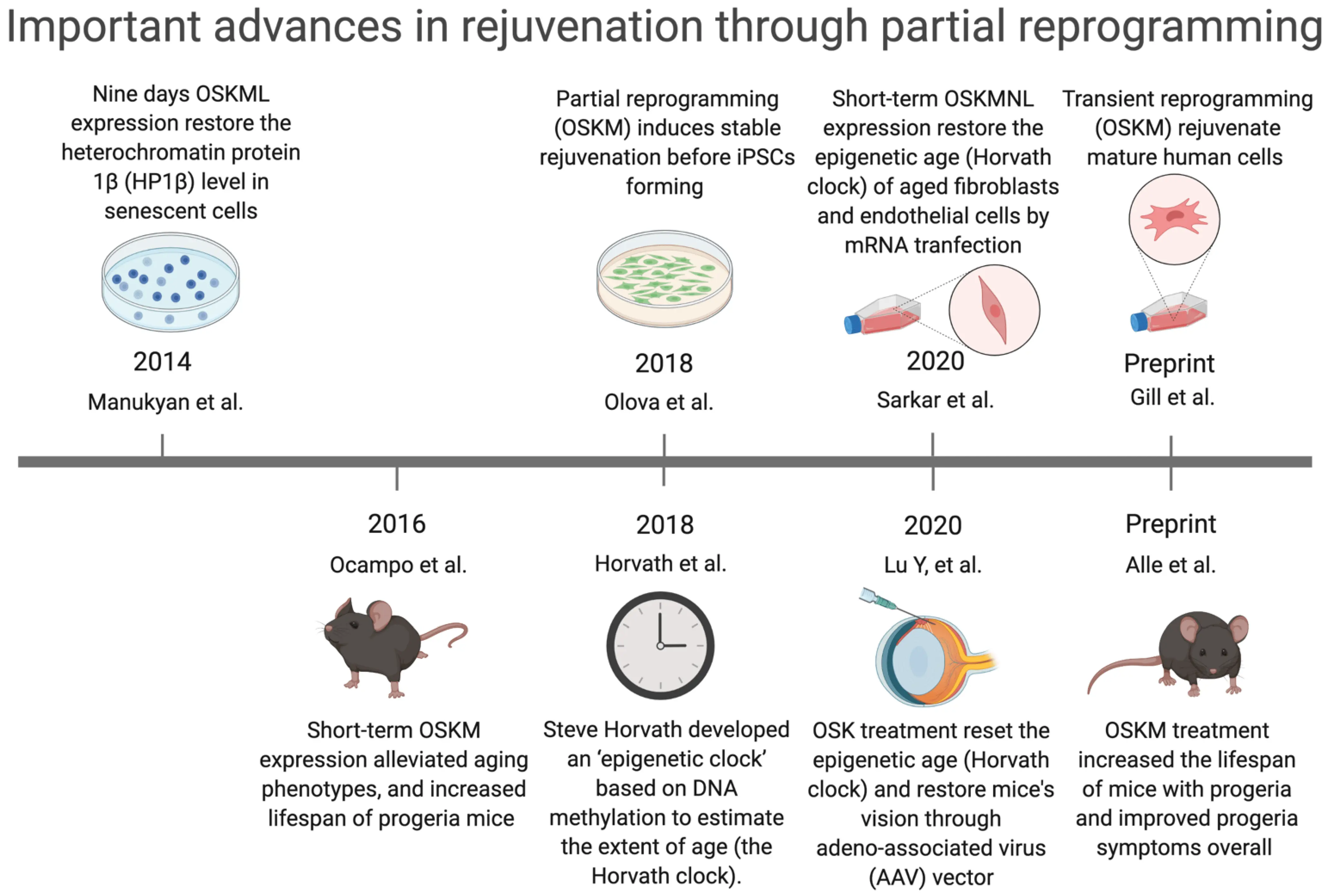 Genes rejuvenated by diet. Old age will not come?