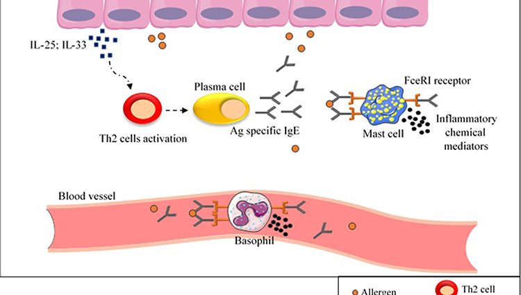 Genes responsible for gluten intolerance have been recognized