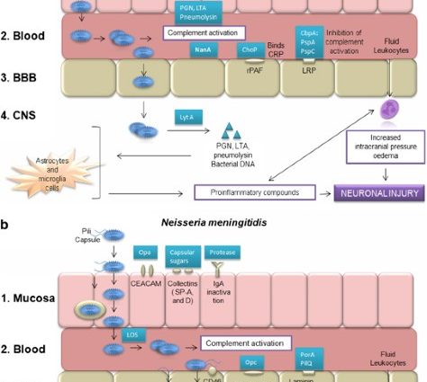 Genetic predisposition to dangerous meningococcal disease