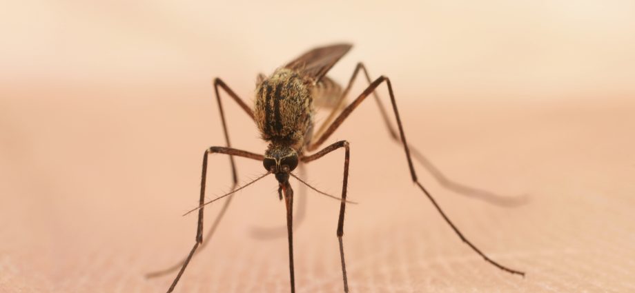 Geneticists have bred a mosquito that can help fight malaria