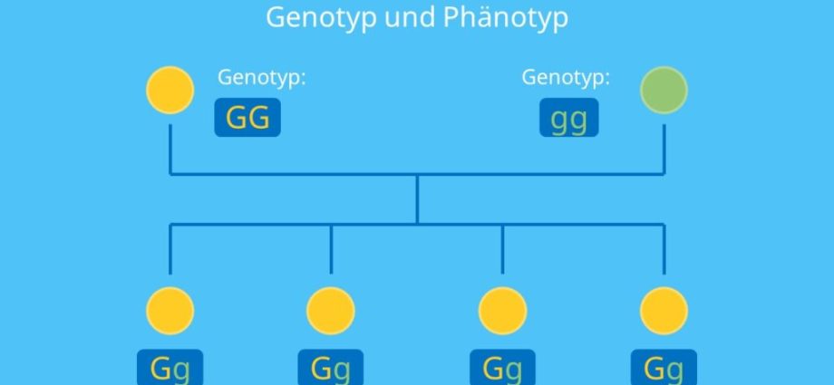 Genotyp