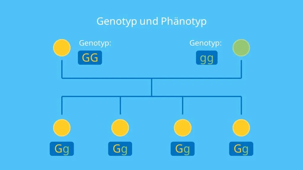 Genotyp