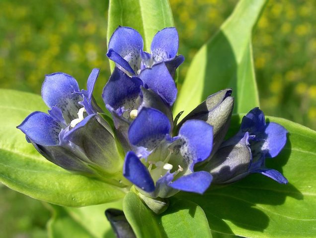 Gentian cross-leaved (cruciform): photo and description