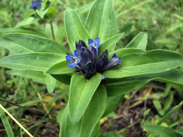 Gentian cross-leaved (cruciform): photo and description