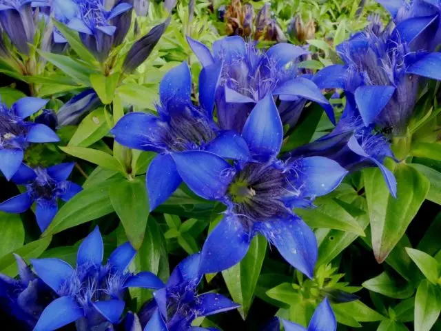 Gentian: planting and care in the open field, types and varieties with photos, application