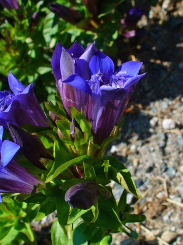 Gentian: planting and care in the open field, types and varieties with photos, application