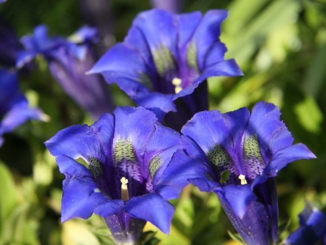 Gentian: planting and care in the open field, types and varieties with photos, application