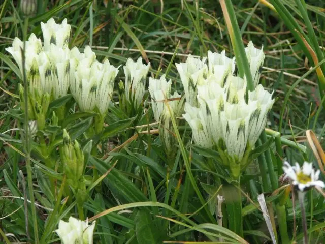 Gentian: planting and care in the open field, types and varieties with photos, application